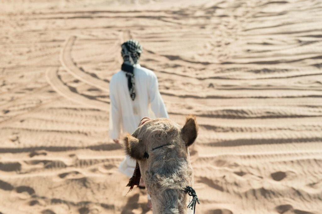 Illustrative desert camel scenery