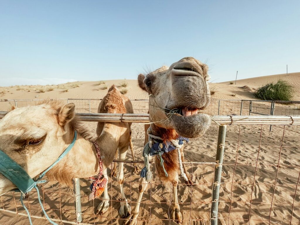Illustrative desert camel scenery