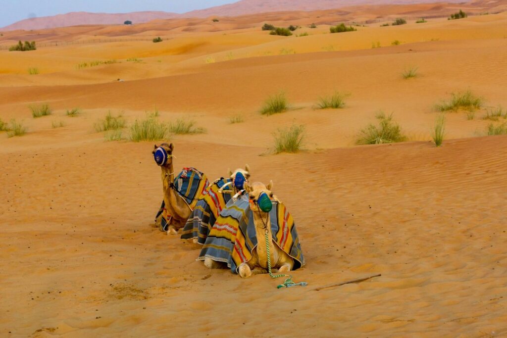 Illustrative desert camel scenery